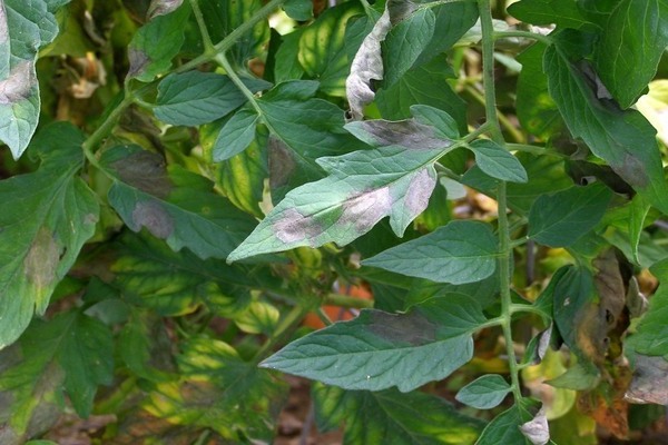 late blight of tomatoes