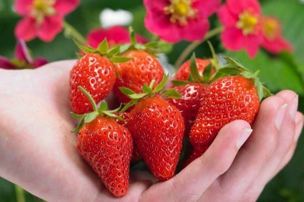 tuscany ng strawberry