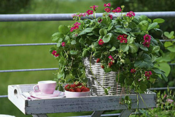 strawberry tuscany