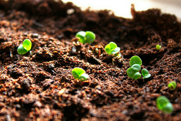 growing basil outdoors