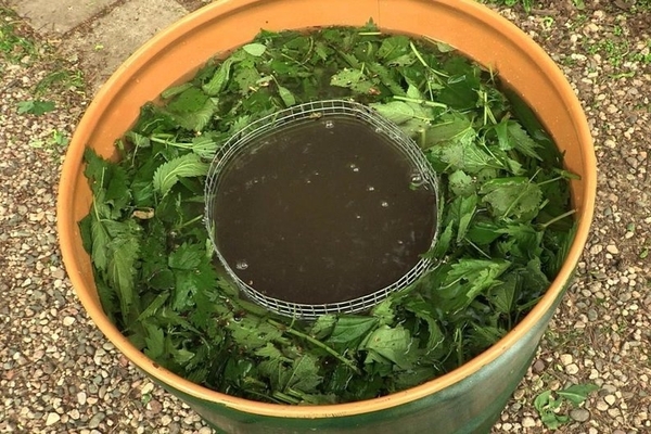 how to feed cabbage in the open