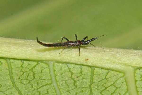 thrips