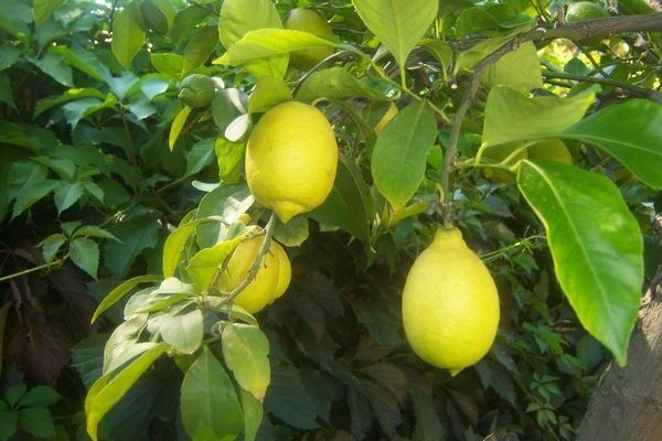 citrus tree