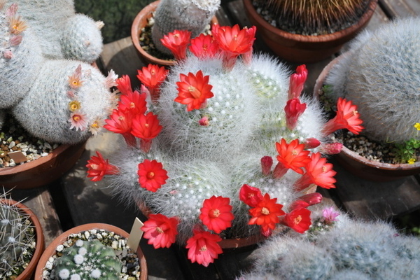 namumulaklak sa bahay cacti