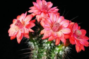 flowering cactus