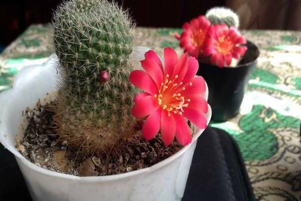 namumulaklak na larawan ng cactus