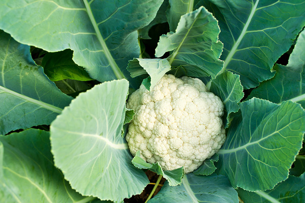 cauliflower