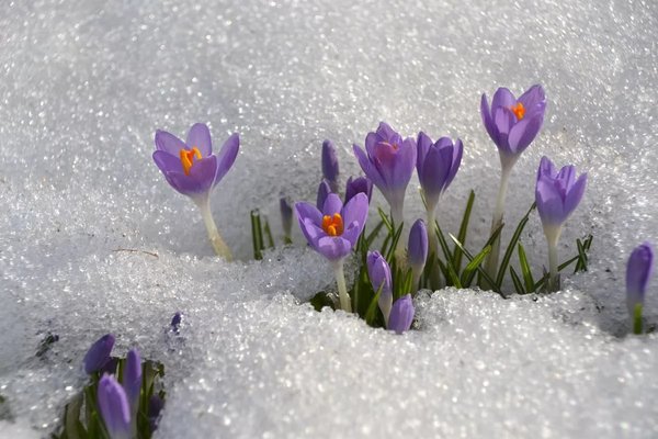 einjährige Blumen vor dem Winter