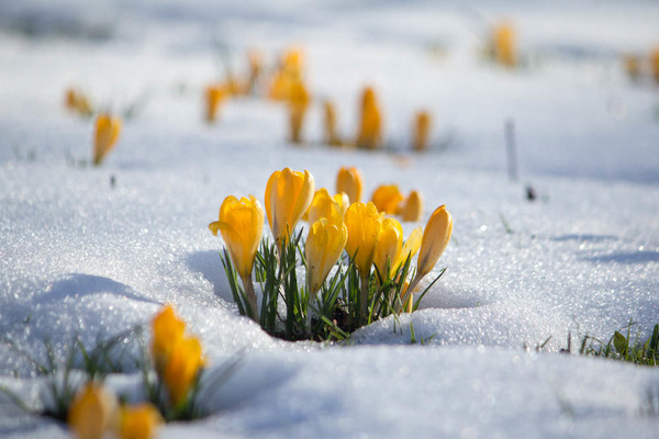 Blumen vor dem Winter säen