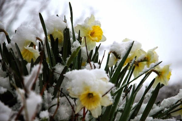 einjährige Blumen vor dem Winter