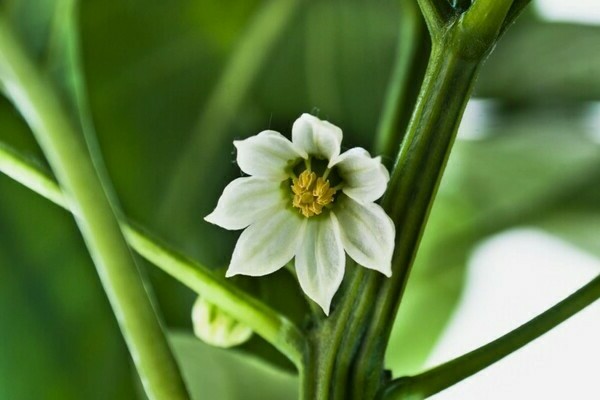 the flowers of the pepper fall