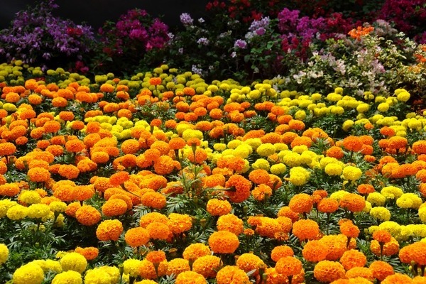 mga bulaklak marigold