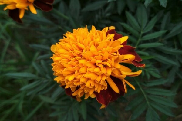 mga bulaklak marigold