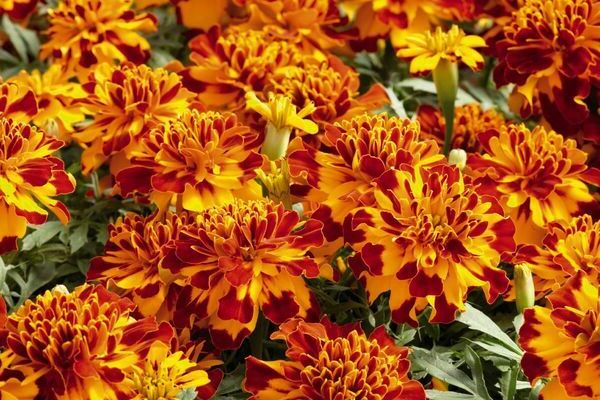 mga bulaklak marigold