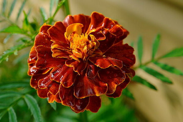 flowers marigold