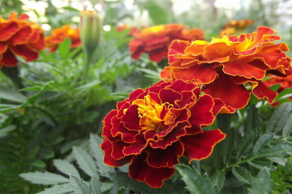 flowers marigold