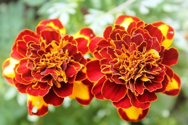 mga bulaklak marigold