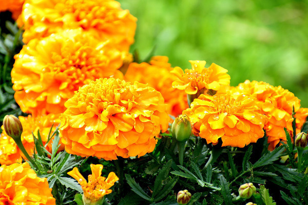 mga bulaklak marigold