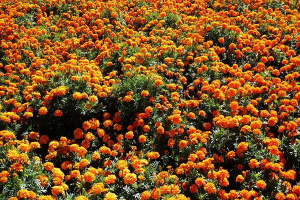 mga bulaklak marigold