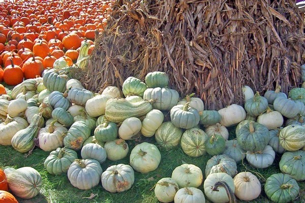 pumpkin crops