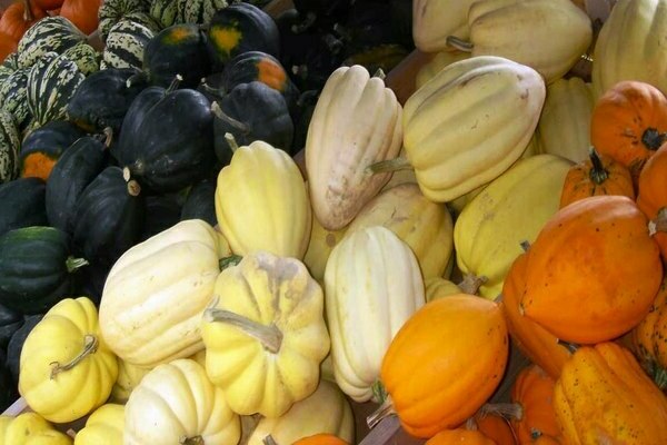 pumpkin crops