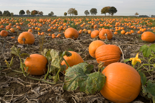 pumpkin crops