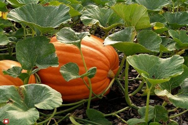 pumpkin crops