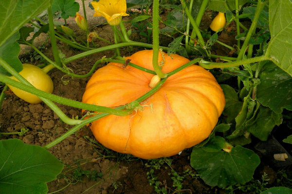 pumpkin crops