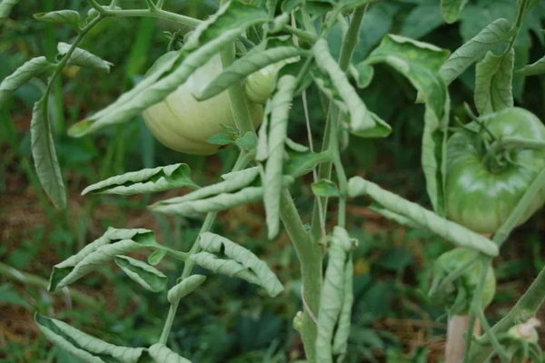 Why do tomato leaves curl leaves?