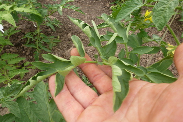 Why do tomato leaves curl?