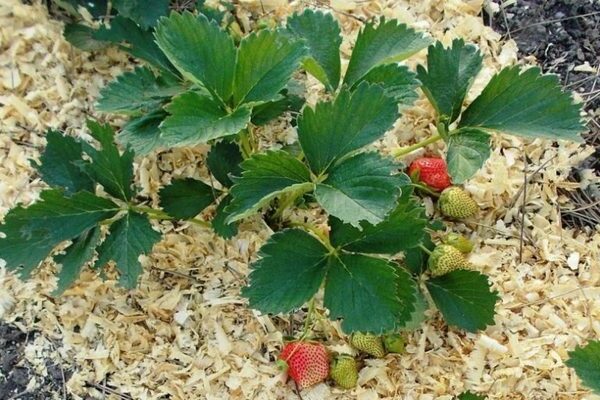 mulching strawberries with sawdust