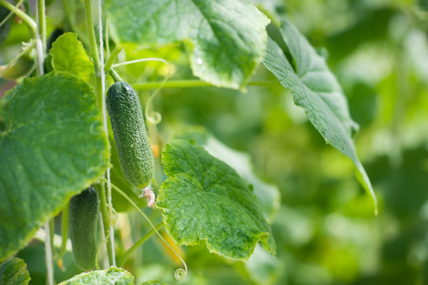 fertilizer for cucumbers