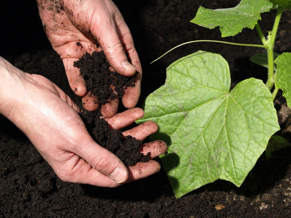 fertilizer for cucumbers