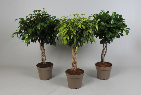 ficus benjamin care