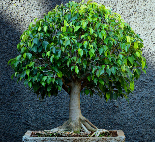 njega ficus benjamina