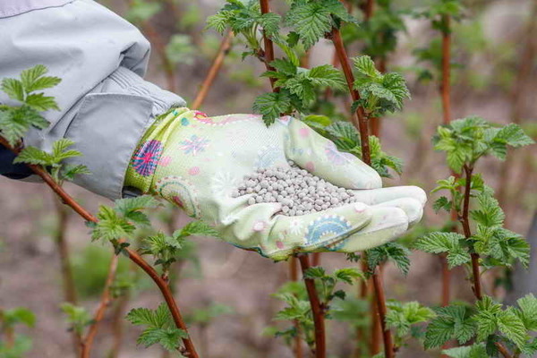 Top dressing raspberries for a good harvest