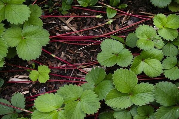 Vermehrung von Erdbeeren mit Schnurrbart