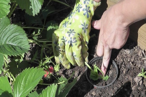 wie man Erdbeeren mit einem Schnurrbart vermehrt