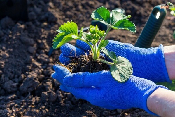 planting strawberries with a mustache