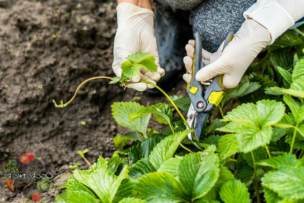 what mustaches are taken from strawberries for breeding