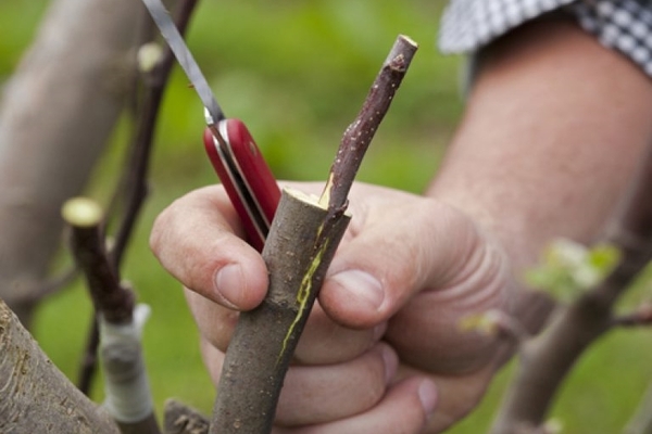 grafting apple trees in spring