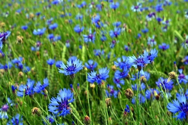 application ng cornflower-hair