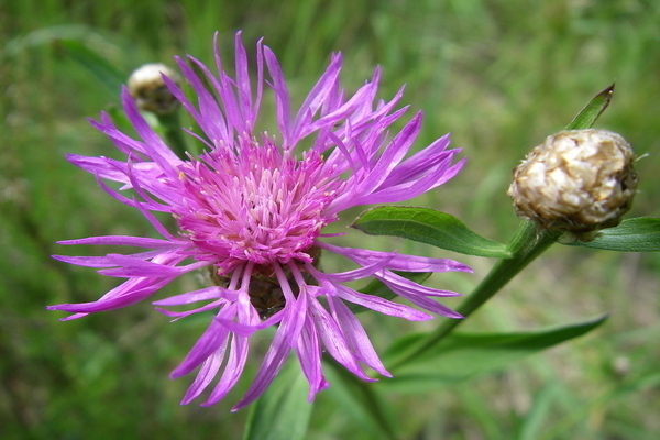 Wie sieht die Wiesenkornblume aus