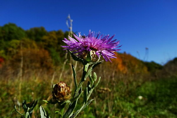 Kornblumenwiese