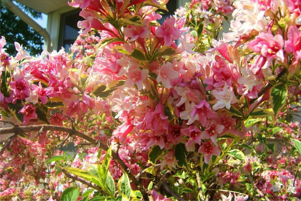 weigela blooming carnival