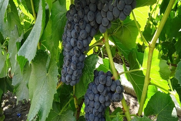 non-covering grape varieties