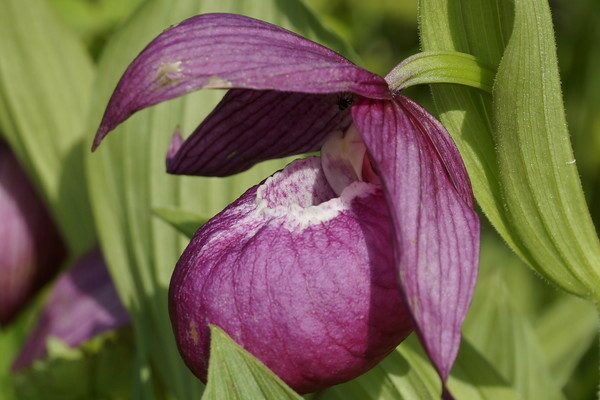 lady's slipper