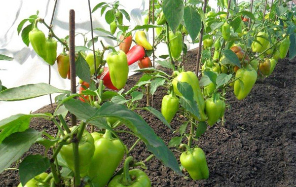 top rot of pepper