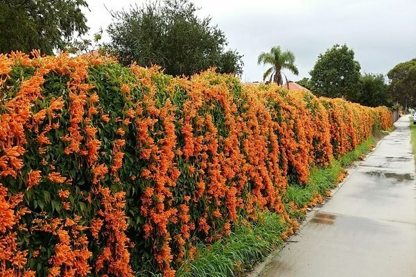 vertical gardening