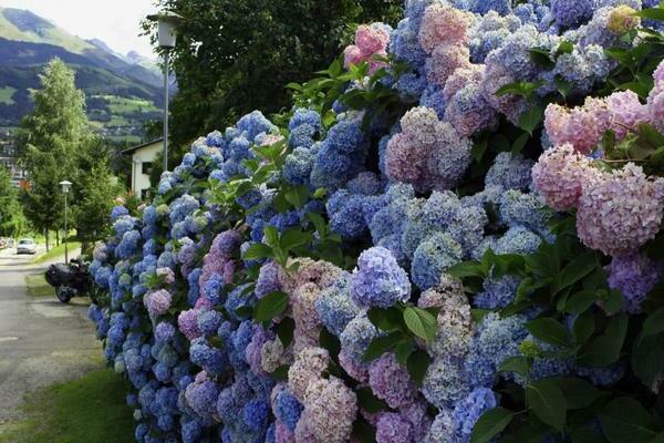 vertical landscaping photo